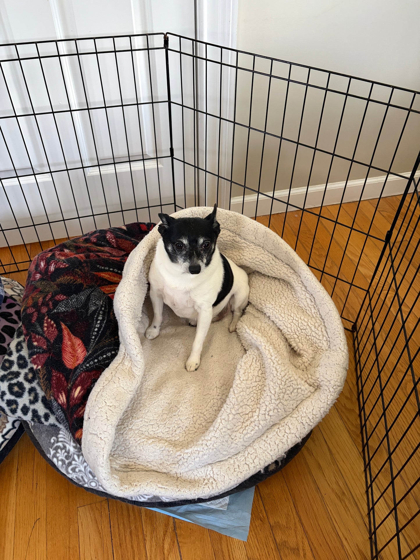 Pet Pocket Cozy Bed for Dogs & Cats