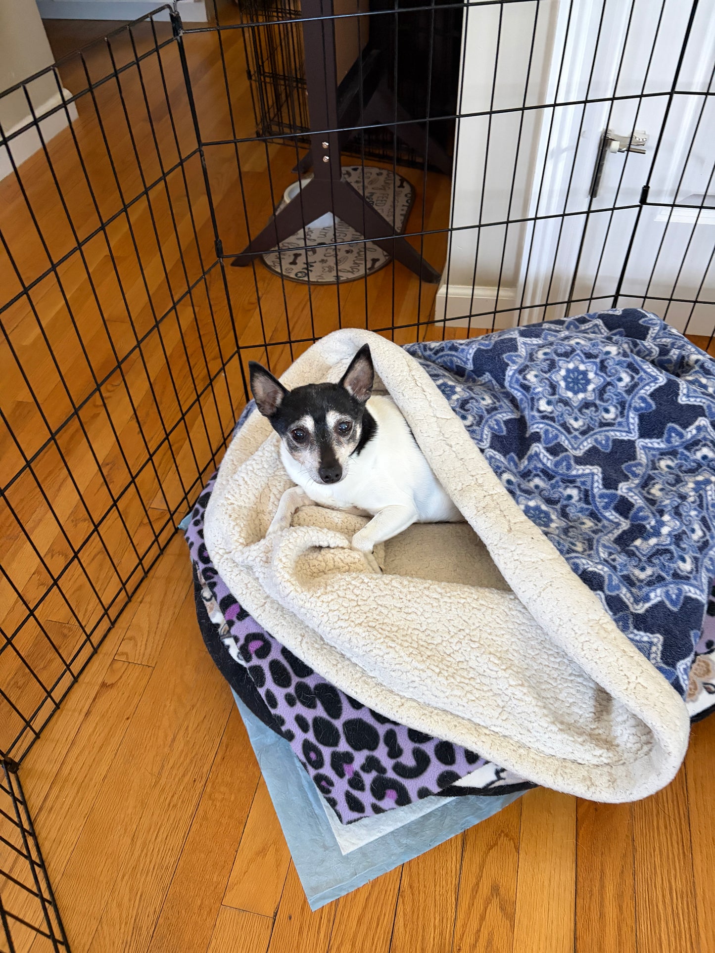 Pet Pocket Cozy Bed for Dogs & Cats